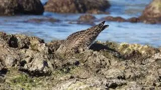Chiurlo piccolo, Whimbrel (Numenius phaeopus)