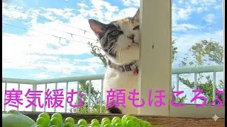 気遣いする猫がますます可愛い