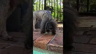 Dog around swimming pool Part 2 #cute #dog #puppy #doglife #cutedog