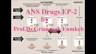 ANS Drugs EP-2 for Medical and Dental Students by Prof.Dr.Griangsak, SUT