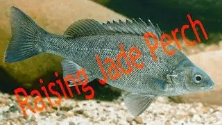 Raising Jade Perch - Backyard fish farming
