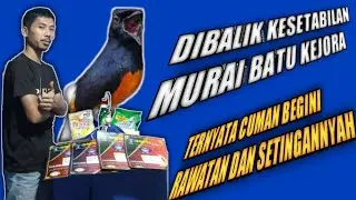 Dibalik kesetabilan murai batu kejora begini pola rawatannyah