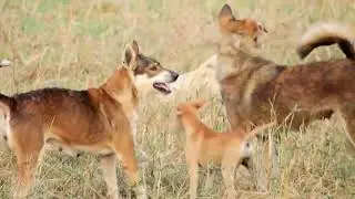 Minguel - Awesome Rural Dogs !! Dog Meeting for the Summer Season in Village.