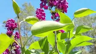 Magenta Lilac #flower #garden #nature #plants