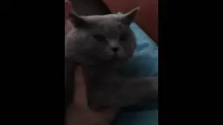 ЗЛОЙ БРИТАНСКИЙ КОТ.ANGRY BRITISH CAT