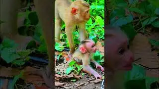 Million sad when see mother rejected LynX milk like this, Baby feeling so hungry