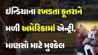 ઇન્ડિયાના રખડતા કૂતરાને મળી અમેરિકામાં એન્ટ્રી, માણસો માટે મુશ્કેલ #world #globalmission #alokdog