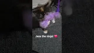 Jess showing off her hunting skills! 🥰😻 #shorts #kitten #cute #animals