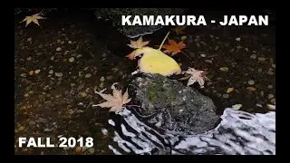 60 Seconds Video in Kamakura [Fall 2018]