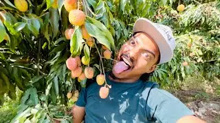 Litchi Chornai Parena😂@binodbishwokarma8172