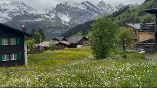 Wildflowers in Murren & Gimmelwald, Switzerland on June 6, 2025