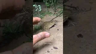 The Most Satisfying Forest Garden You'll Ever See! 😅 #comedy #funny #fyp #shorts