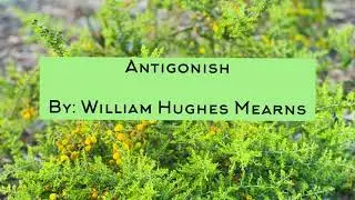 Poem: Antigonish by William Hughes Mearns