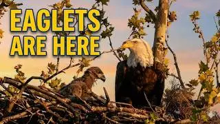 Two Bald Eaglets Just Hatched! A Heartwarming Eagle Family Story After the Storm 2025 Epic 2