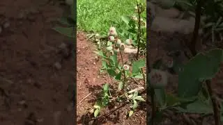 Peaches and blueberries in May // Hardiness zone 8 #garden #fruittrees