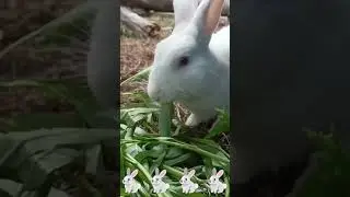rabbits eat their vegetables chewing their food🐰🤣🥰