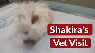Shakira's Vet Visit