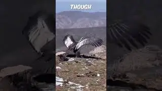 Андский кондор вернулся в естественную среду обитания