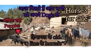 Old line breed के Dog's और horses 🐎