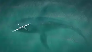 The Black Demon Shark| Between Monsters and Men