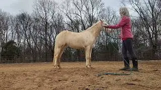 Miley's Ground Training Dec 26, 2025