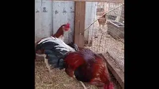North Briton Whitehackles Hen & Cock 🐓🐓