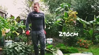 Wykopywanie dużego bananowca Musa Sikimensis red tiger 🍌🙉😊