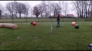 Treibball mit Batida