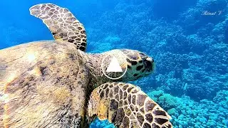 🤿 Quel bonheur de nager en mer rouge avec une tortue Marine