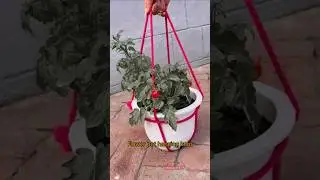 How made flower pot hanging knot with rope #shorts #diy #handmade