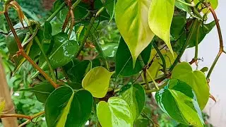 ഭംഗിയോടെ വളർത്താവുന്ന ബ്രസീലിയൻ ഫിലോഡെൻഡ്രോൺ വെറൈറ്റി നടേണ്ട രീതി | Brazeelian Philodendron care