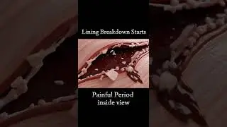 What Really Happens Inside During Periods? | Internal View | #Shorts