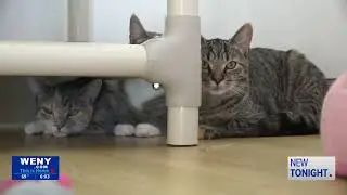 Officials: Humane Society of Schuyler Co. Overcrowded, Forever Homes Needed