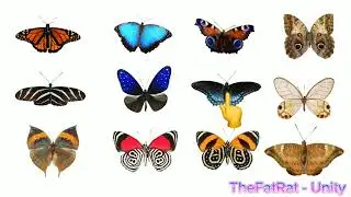 Types of Butterflies | Nymphalidae