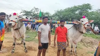 కొత్తపల్లి న్యూ క్యాటగిరి విభాగంలో  జత12.M.అక్షరారెడ్డి, రాయవరం, తెలంగాణ(🔱చిరుత & బంగారం🔱)....*💥