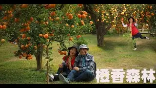 2026苗栗橙香森林  4K   攝影范達榕 01 17