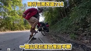 骑行云南，一路山花烂漫甘蔗捡不断 骑行219在云南 离开临沧沧源进入普洱澜沧 一路山花烂漫 甘蔗捡不断 #旅行大玩家 #伙伴计划 #朱志文环球骑行