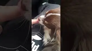 Chihuahua lucy baby