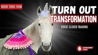 Clicker Training Turnout Transformation! | Athena&rsquo;s Spring Pasture Debut
