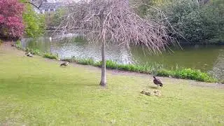 Bruxelles Leopold Park #travel #bruxelles #park #garden #spring #belgium #smartphone #lake #chicks