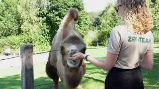 Highlight: Tiere f&uuml;ttern im Walter Zoo🦓🐇🐐🐫