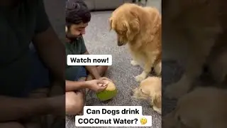 FC_Goldens | Can dogs drink tender coconut water? | Golden Retriever #pets #cute #asmr