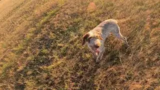 Quail Hunting Season Opening Adventure!