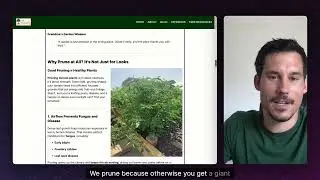 How to Prune Tomato Plants the Right Way (Without Killing Them)