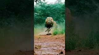 #shorts #shortsfeed #shortsvideo