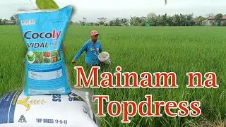 Cocoly VIDAL- First Granular Water Soluble Fertilizer for All Crops | Topdress Application for Rice