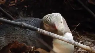 Yellow Eyed Penguin