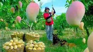 FULL:Harvest Pink Mangoes Goes To Market Sell,Making Dried Snakehead Fish Mango Salad,Garden.