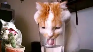 Funny Cats Vines Compilation || FunnyVines