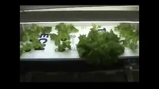 Hydroponic Lettuce Trim? Is it possible? We will see.